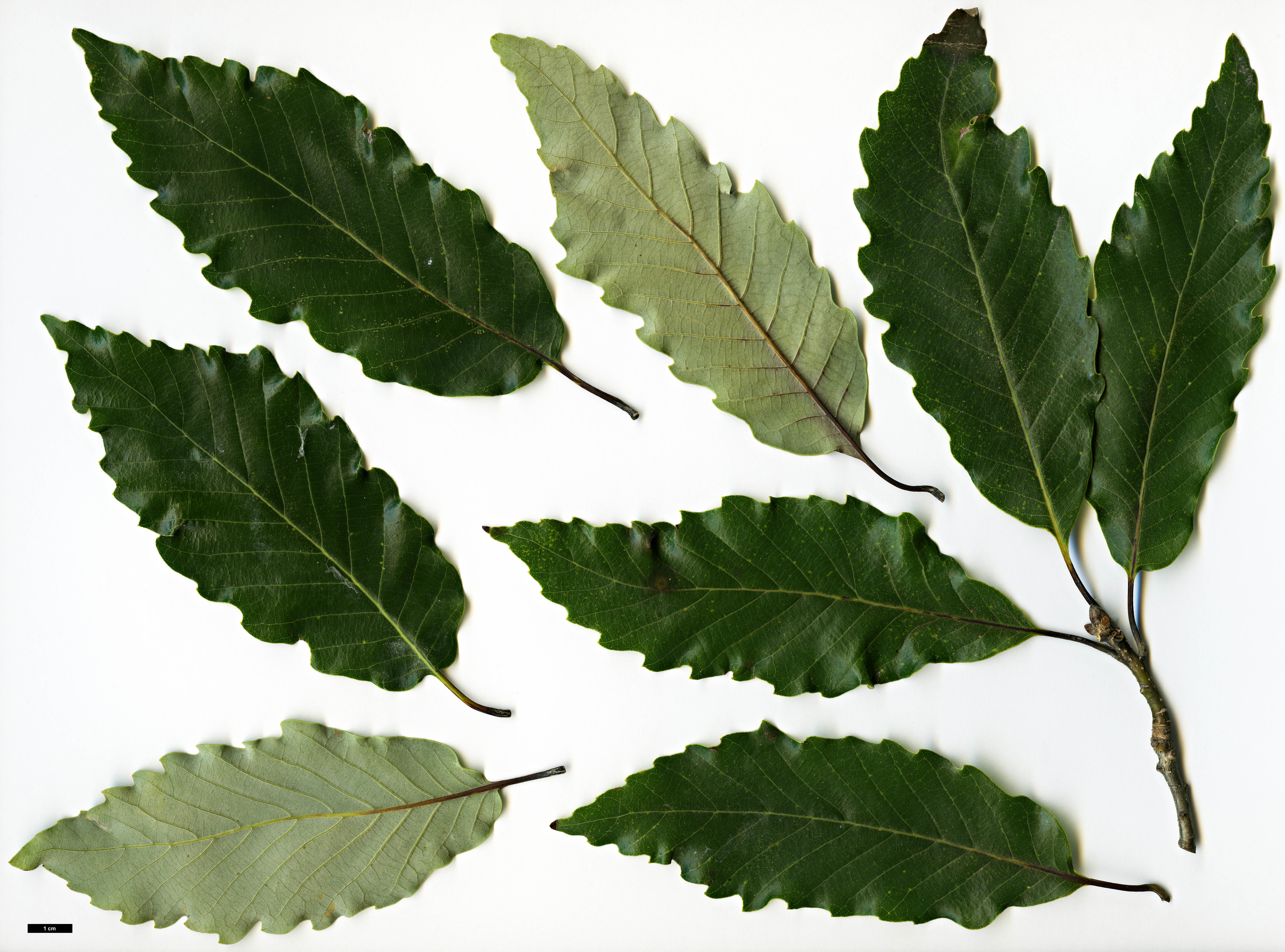 High resolution image: Family: Fagaceae - Genus: Quercus - Taxon: aliena - SpeciesSub: var. acuteserrata